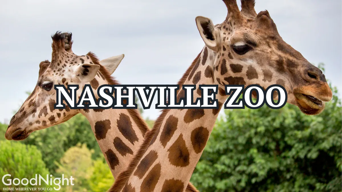 A joyful outdoor scene featuring giraffes surrounded by lush foliage at the Nashville Zoo. The image invites viewers to imagine close encounters with wildlife and family adventures in nature.
